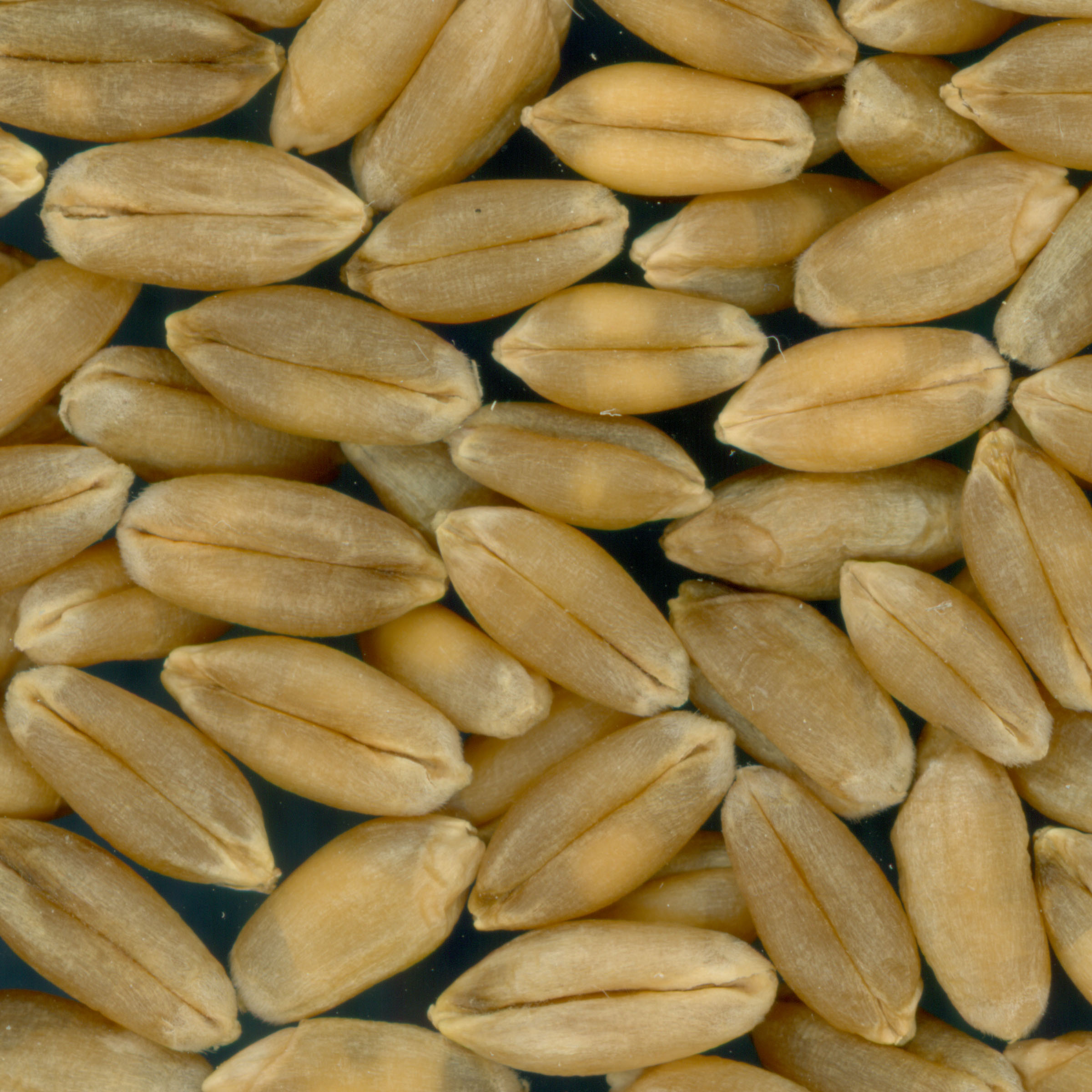 KERNELS